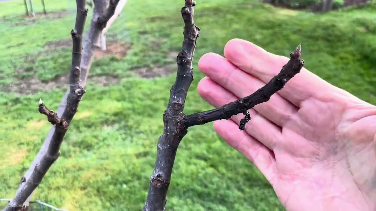 When is the BEST TIME to plant my fig tree in ground? Part 2/2