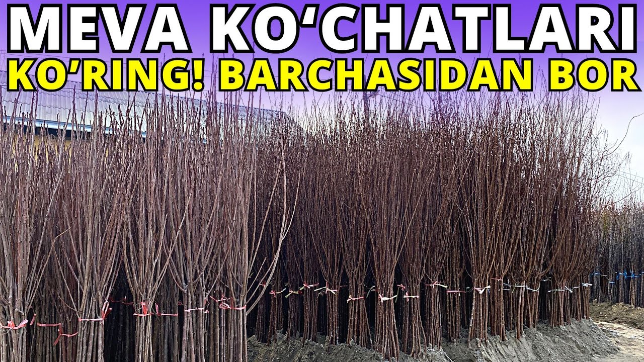 #2024 OPTOM MEVA KO'CHATLARI NARXLARI - FARG'ONA / QUVA / DEHQONLARDAN