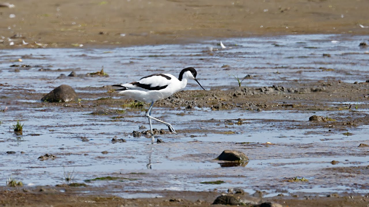 West Coast vacation 2024 Part 2: birding Getterön & Morups Tånge June 26