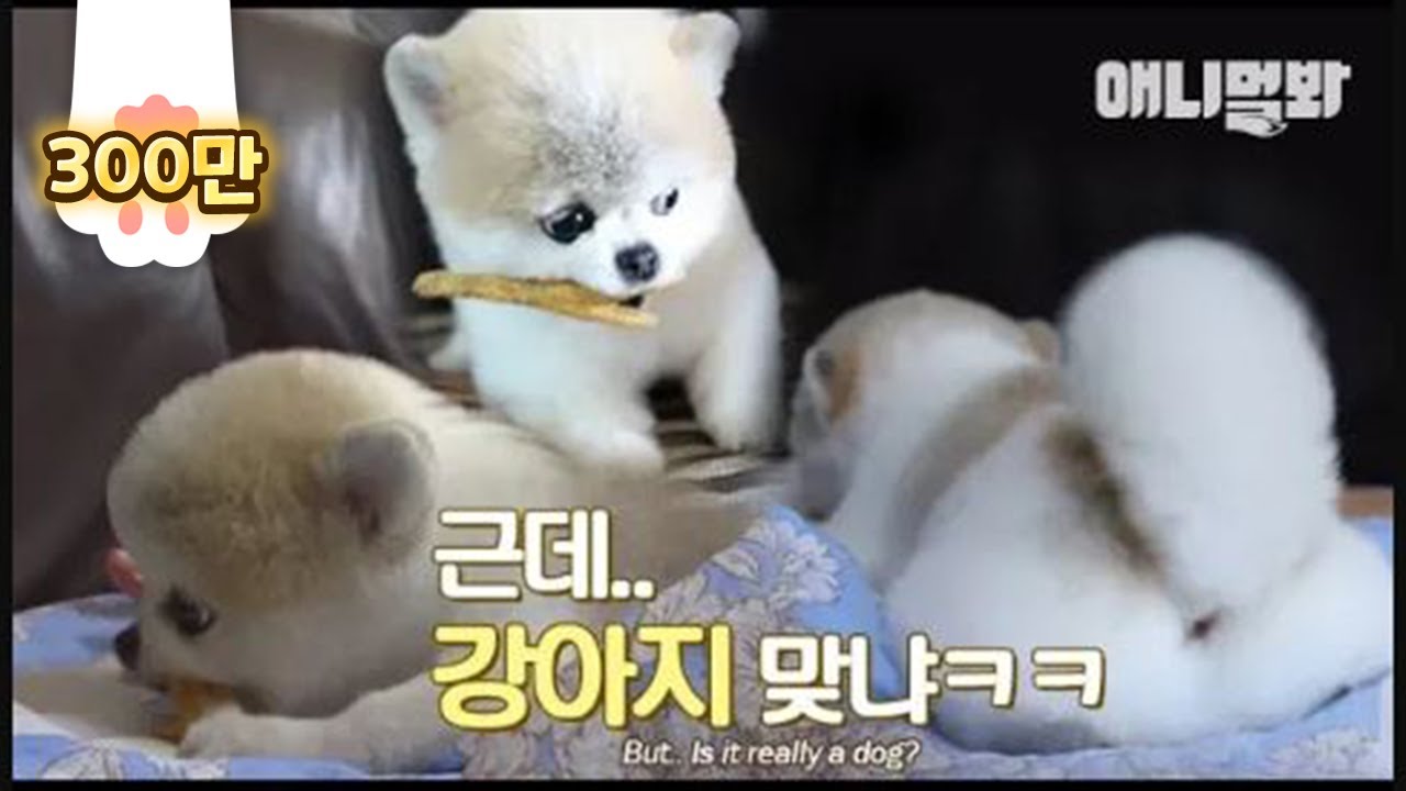 Вы видите животное на фото как собаку? Монг не собака .. Она ..