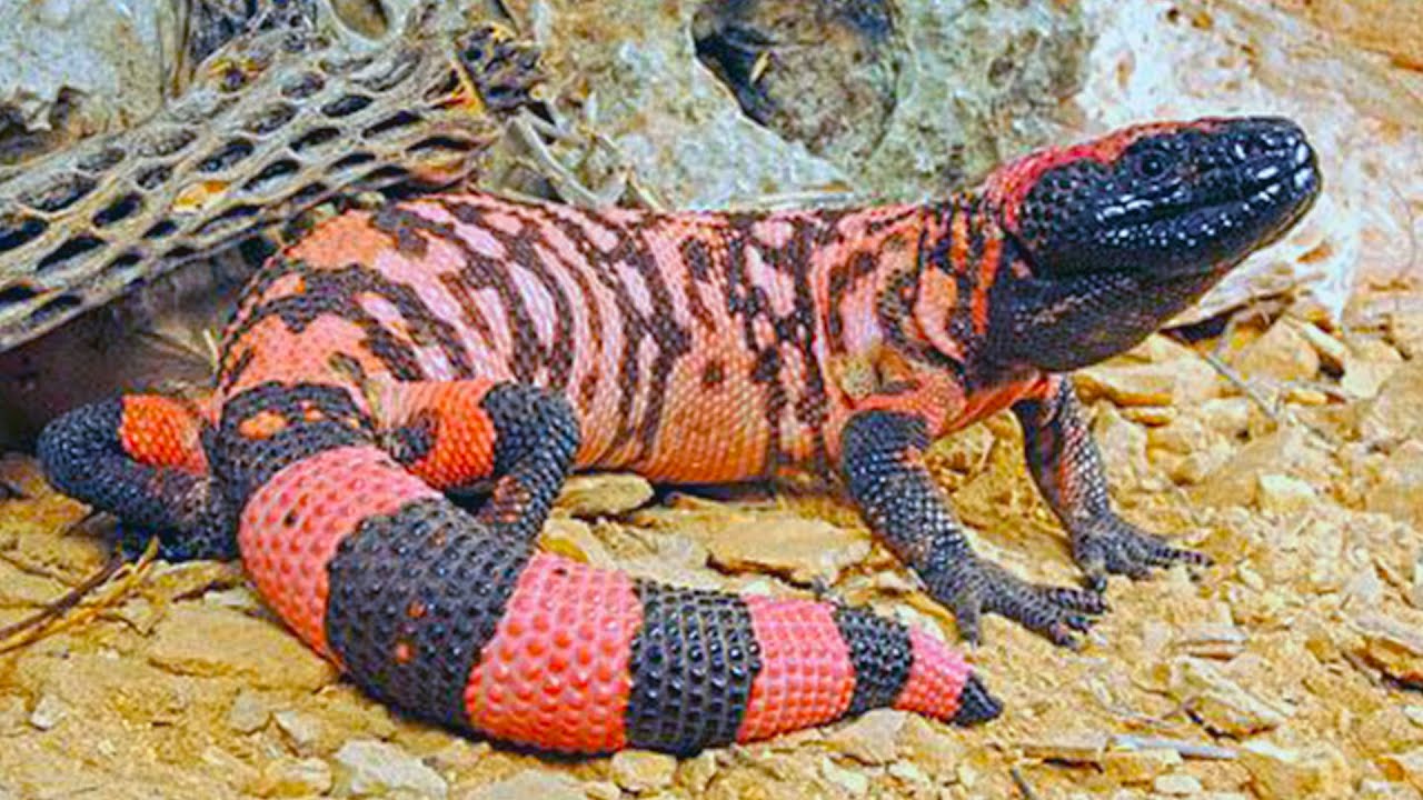 Gila Monster (Venomous Lizard of The United States)