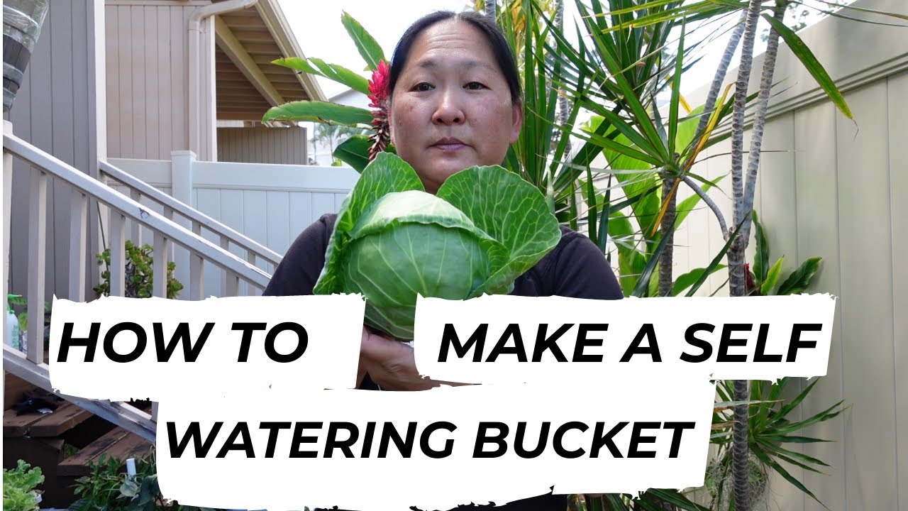 How To Make A Self Watering Bucket | Grow Vegetables | Today's Harvest