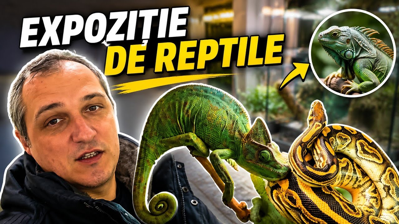 Am găsit Pitoni și Tarantule la Brad! 🕷️ Expoziție Exotică în România