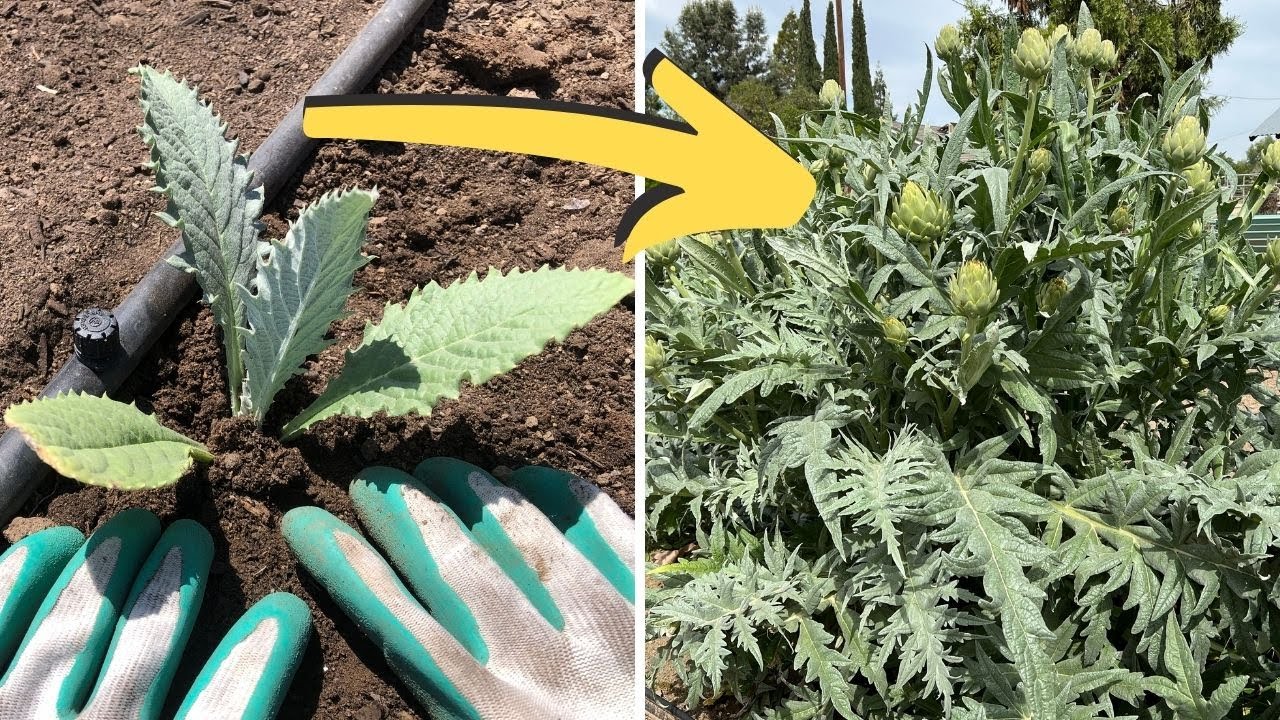 One Year After Planting Artichokes!