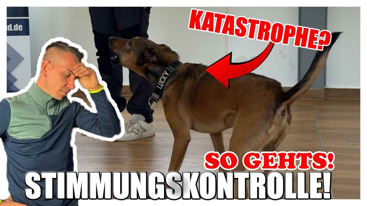 DIE STIMMUNGSKONTROLLE BEI HUNDEN IST DAS A&O!