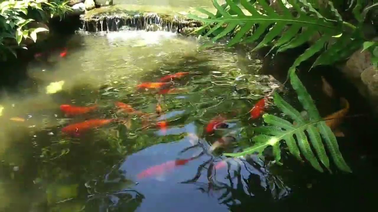 Voice water flows gurgling fish ladder Sound (Download Link)
