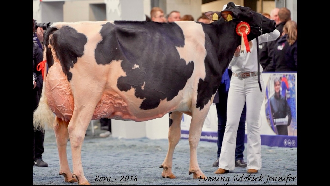 Evening Sidekick Jennifer EX97 does it again - Grand Champion Holstein  at 2026 UK Dairy Expo.