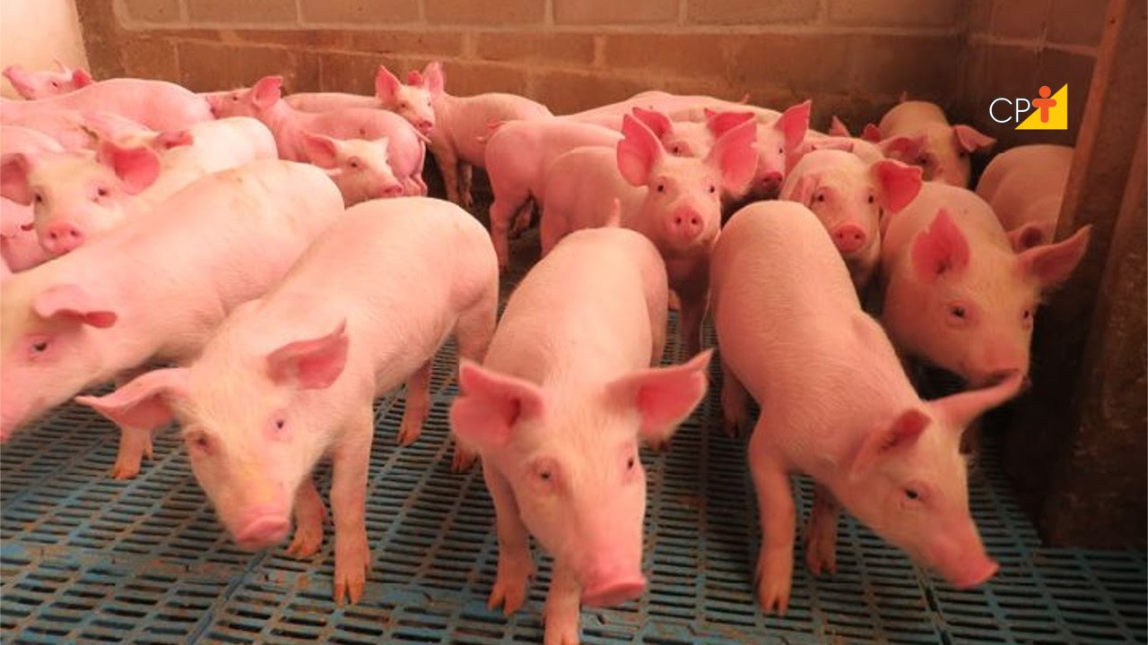 Número de Animais por Baia - Curso a Distância Manejo de Leitões do Nascimento ao Abate