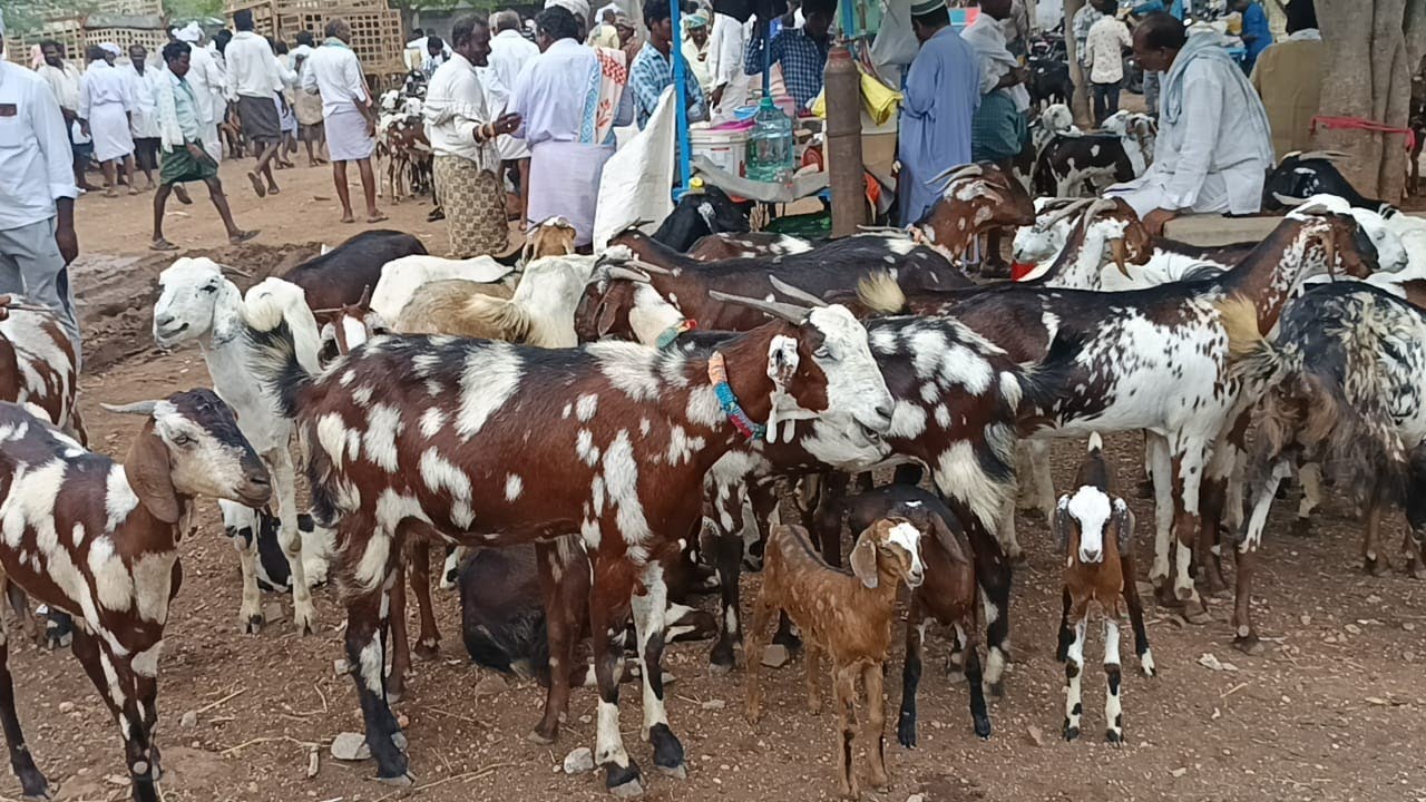 macharla goat market | macharla poda mekalu