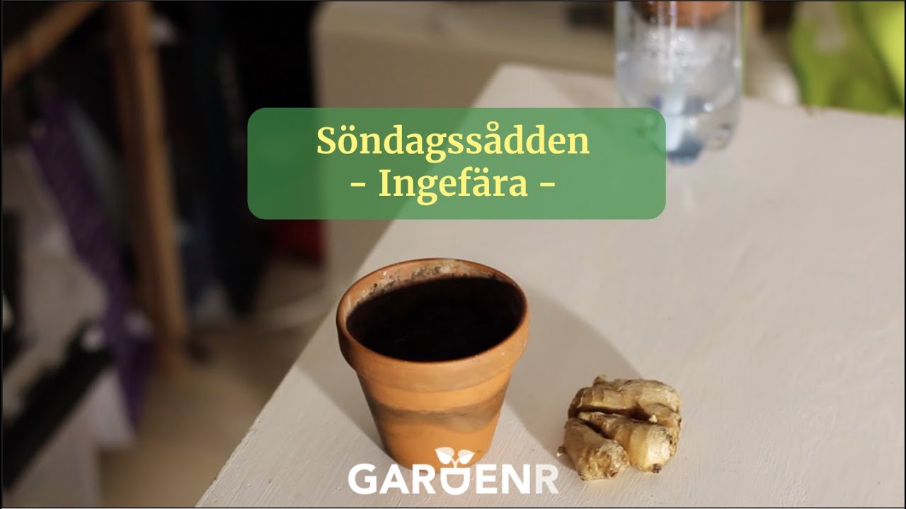 Söndagssådden - Ingefära - Trädgårdshacks med GardenR