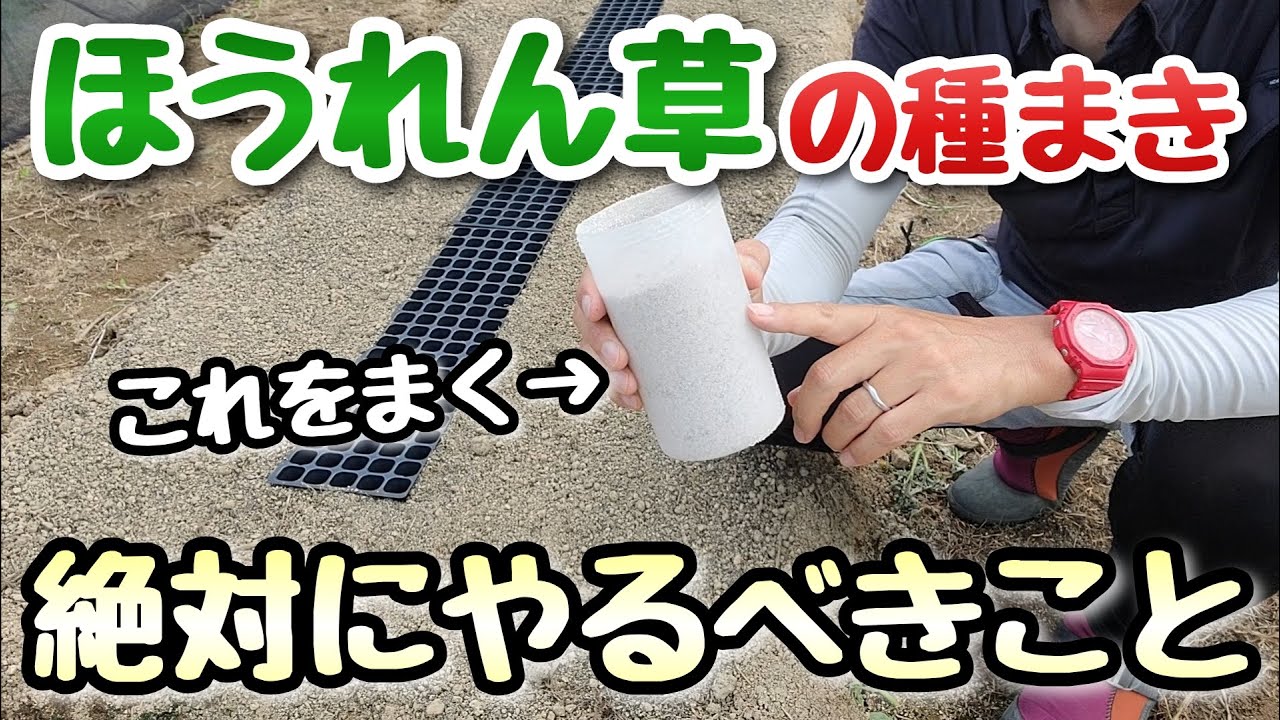 【ほうれん草の種まき】絶対にやるべきたったひとつのこと