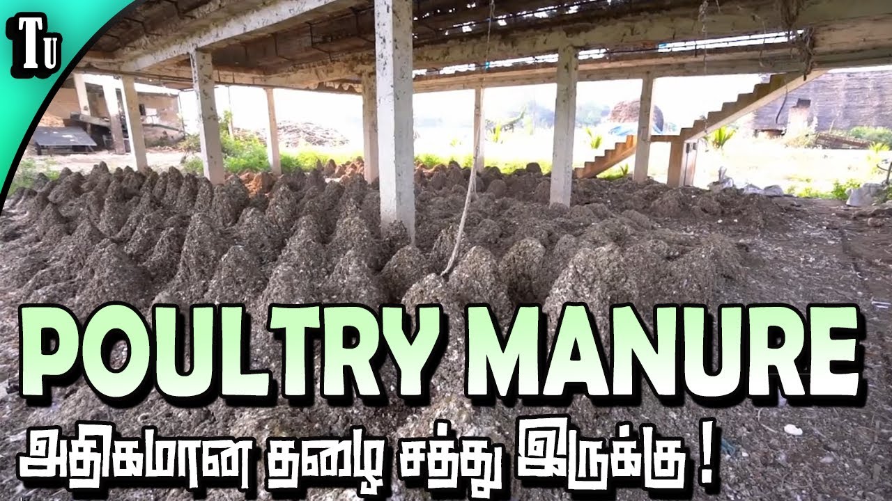 கோழி கழிவு உரம் தயாரிப்பு செயல்முறை விளக்கம்  | POULTRY MANURE