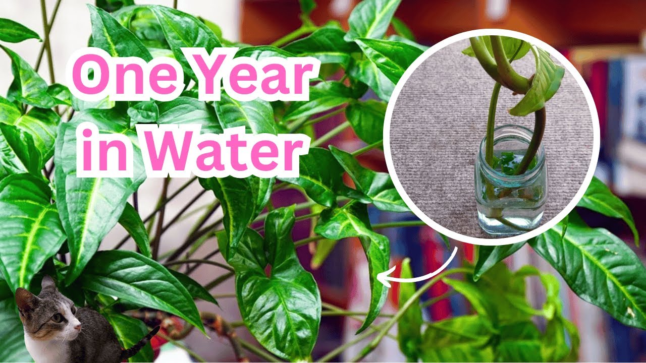 I Grew a Plant Cutting in Water for 1 Year—Look at These Amazing Roots