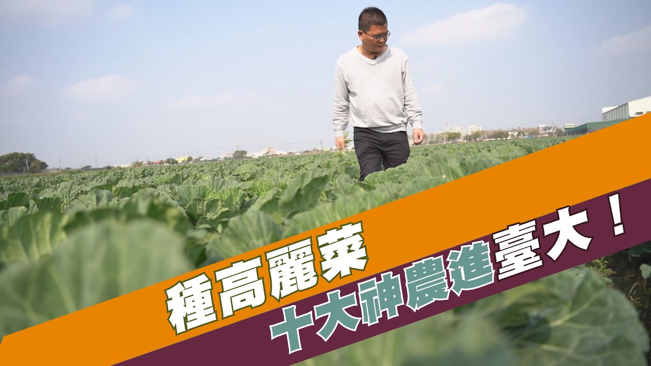 【大愛全紀錄】種高麗菜 十大神農進臺大