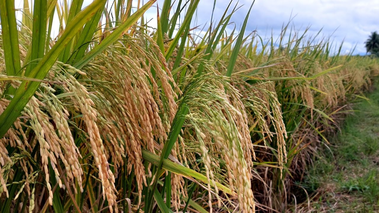 Farmer Lugi dahil sa Mahal ng Abono, Ngayon Kumikita dahil sa bagong Diskarte