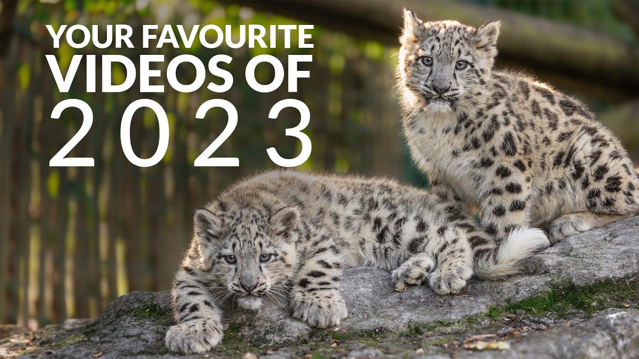 Your FAVOURITE Videos of 2023 - Part 1