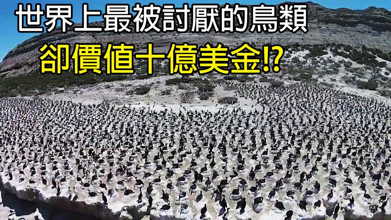 [生物放大鏡] 世界上最被討厭的鳥類 | 卻價值十億美金!? | 被禁止用其捕魚的原因?