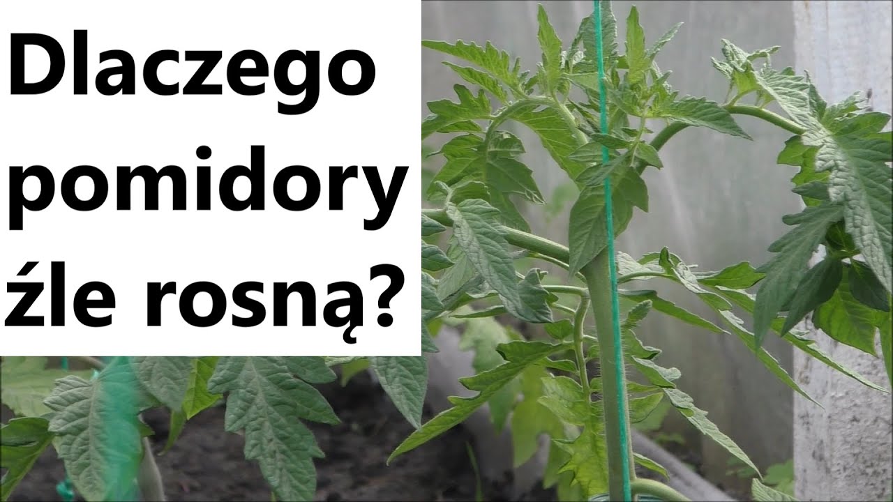 Główny powód źle rosnących Pomidorów w tunelu