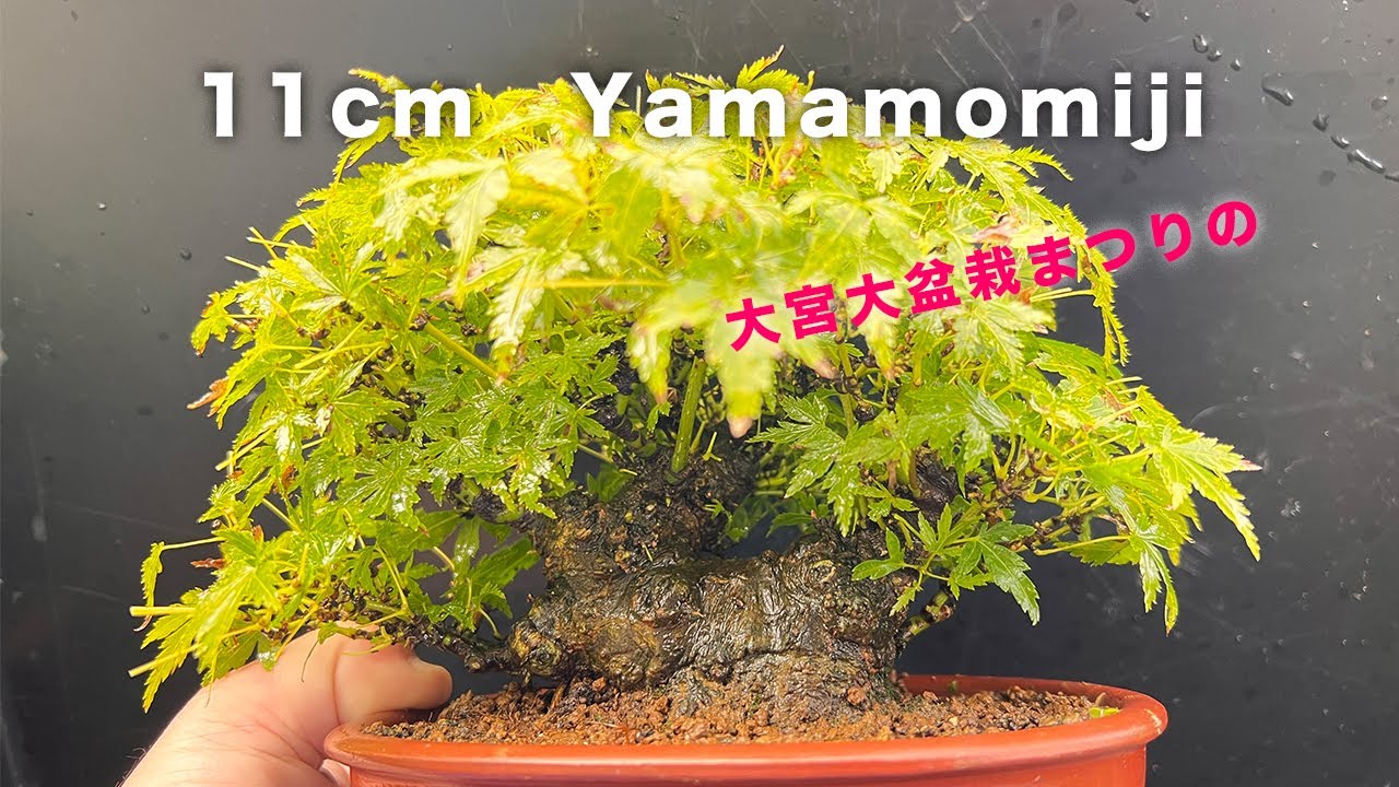 【YMJ】葉透かしと追い込みで整える #盆栽 #bonsai