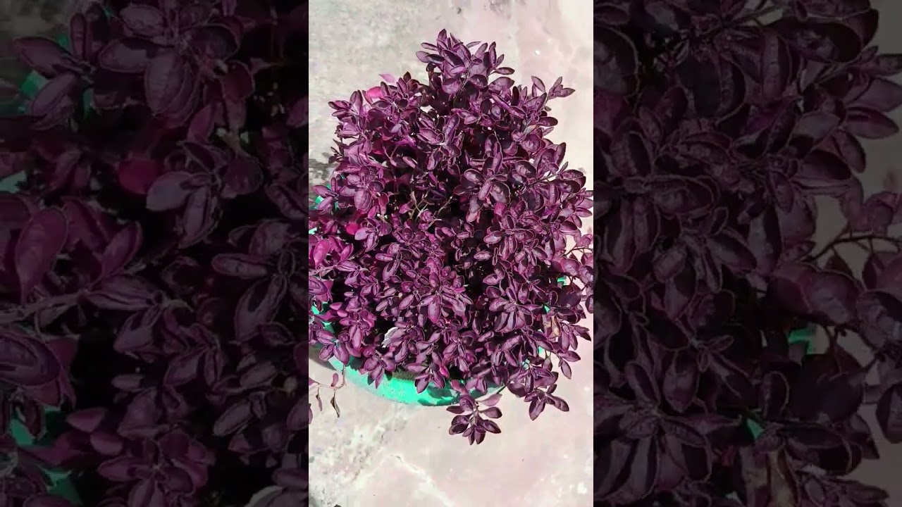 ALTERNANTHERA || alternanthera #red#beautiful #plant