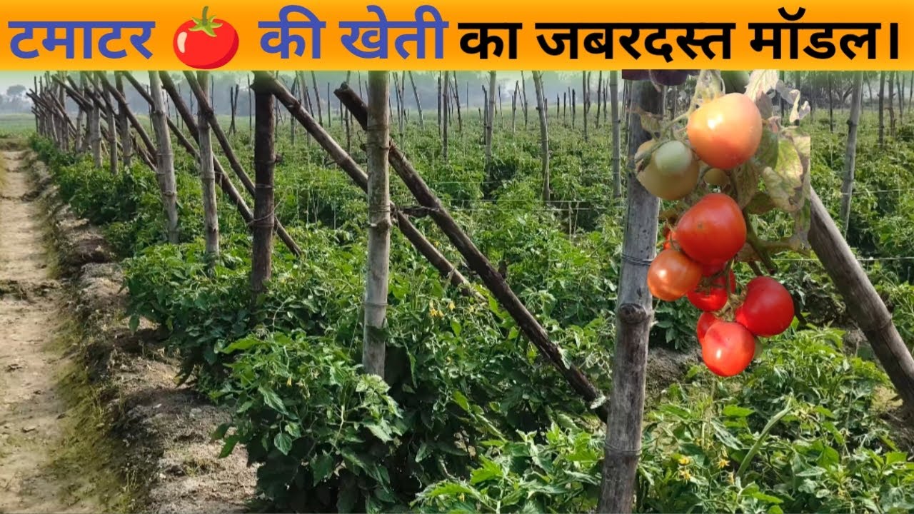 टमाटर की खेती का जबरदस्त मॉडल। Tamatar ki kheti kaise karen #tomato 
