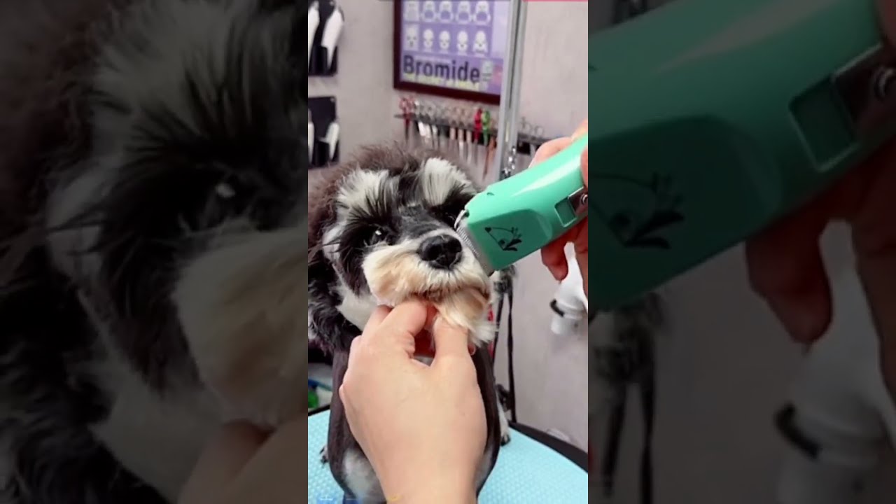 How to use dog clippers to trim the head & mouth of a schnauzer