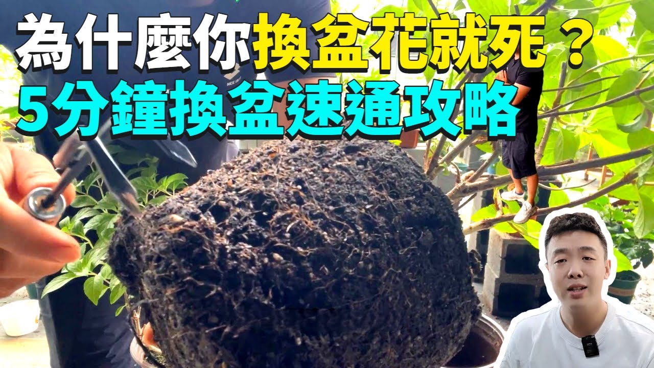 養花換盆要注意什麼？為什麼你一換盆花就死？5分鐘解決你換盆的10萬個為什麼|禪藝綠植工作室