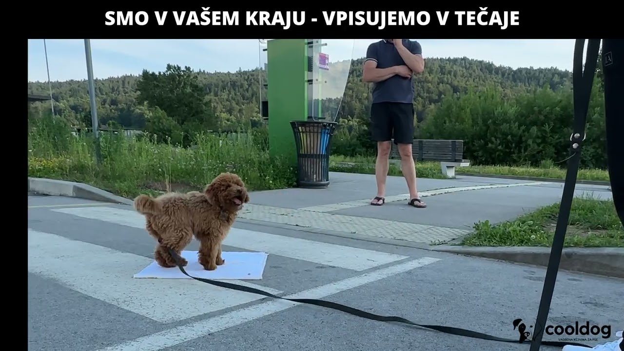 CoolDog pasja šola - Maribor, Ljubljana, Celje, Velenje