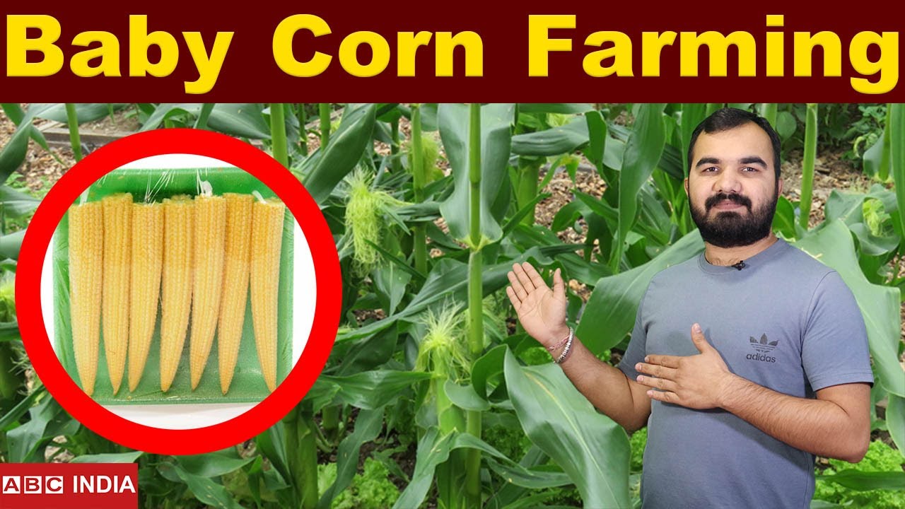 Baby Corn Farming | 2 Lakh Per Acre | छोटी Corn Farming | Corn farming | Maize farming #farming