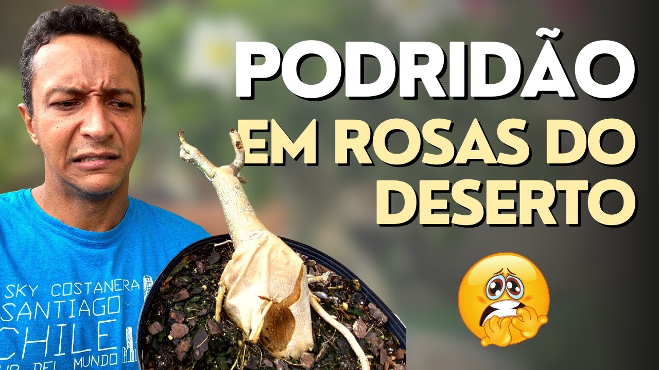 Podridão em Rosas do Deserto