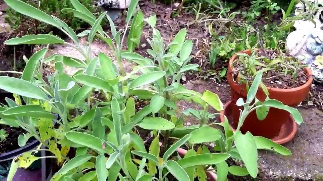 # 13  My Herbal Garden.