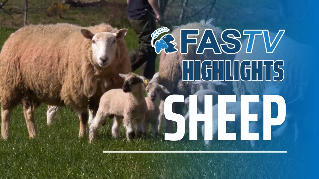 FAS TV Series 3 Highlights - Sheep