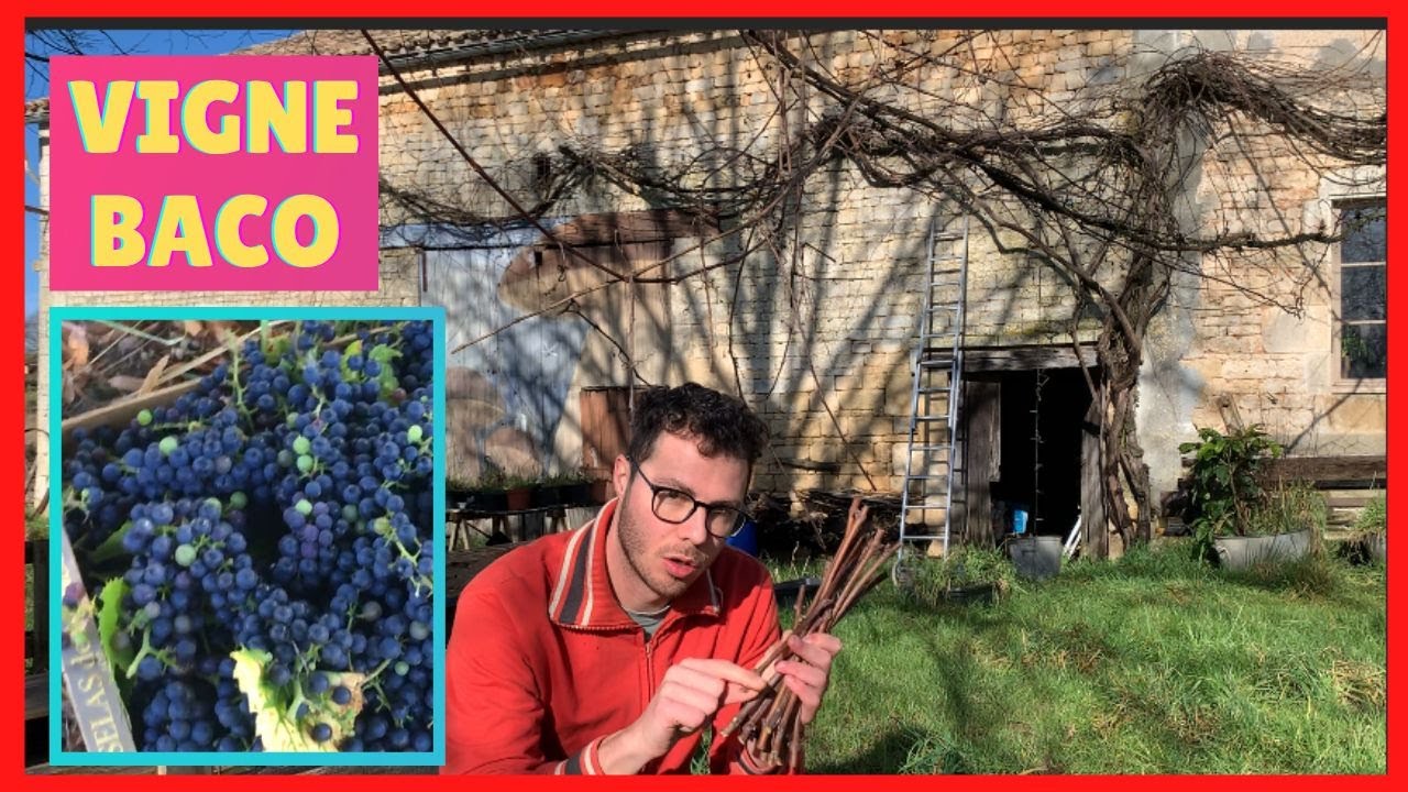 Je taille la vigne Géante BACO ( qui veut des boutures )