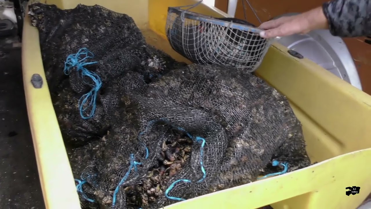 P&ecirc;che du pouce pied en Morbihan