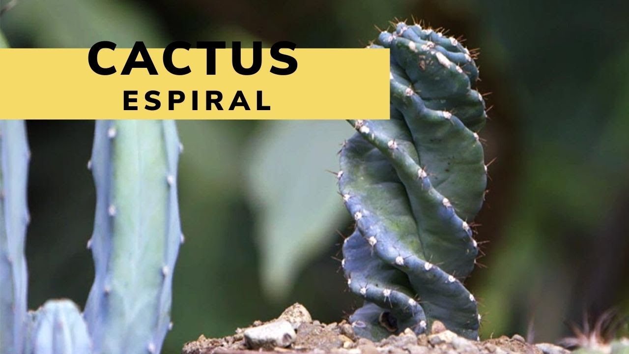 Cactus espiral: características y trasplante - Bricomanía - Jardinatis