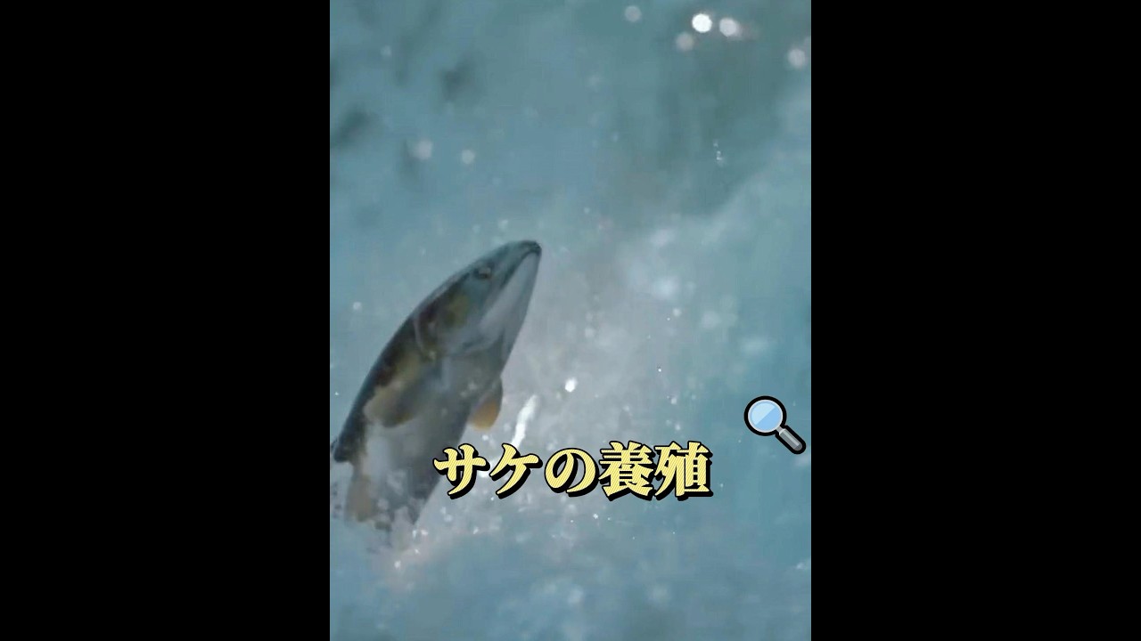 生命の循環、鮭は繁殖する！ #動物