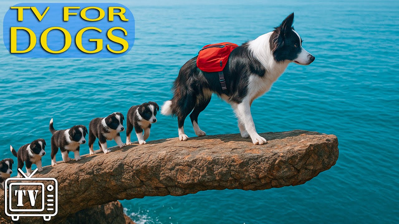 Soothe Dog Anxiety | Dog TV with Calming Music for Dogs & Fun Entertainment for Dogs Alone at Home
