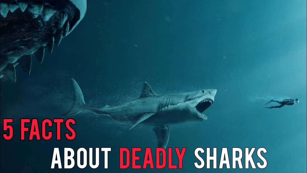 Deadly Predators: 5 Must-Know Facts About Sharks