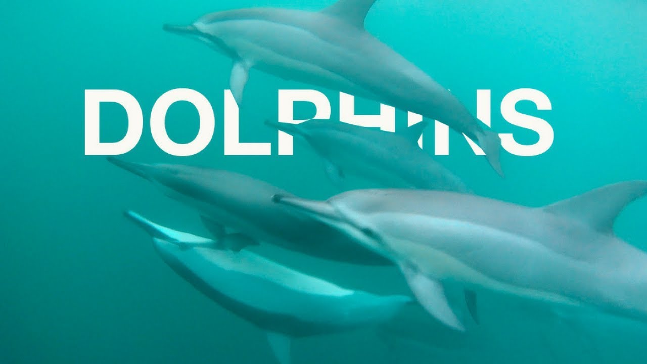 Dolphins and whales in Mauritius