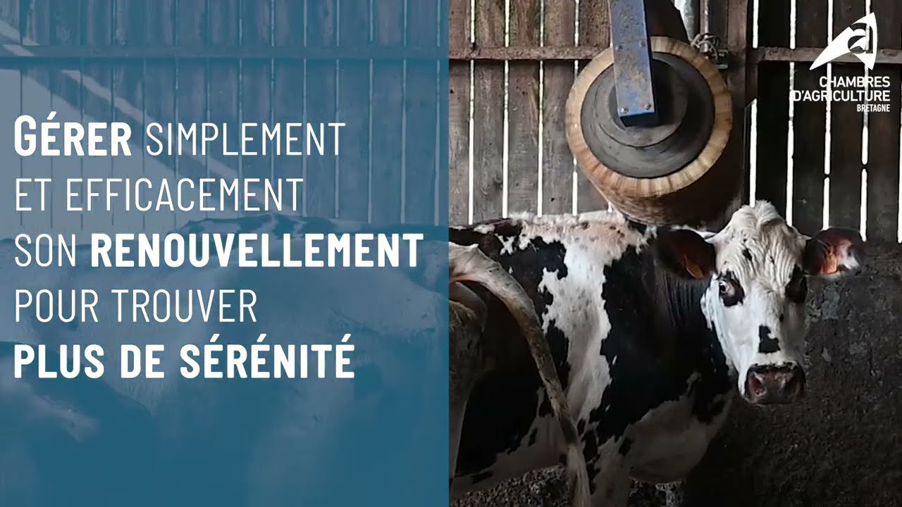 Gérer simplement et efficacement son renouvellement génisse pour trouver plus de sérénité