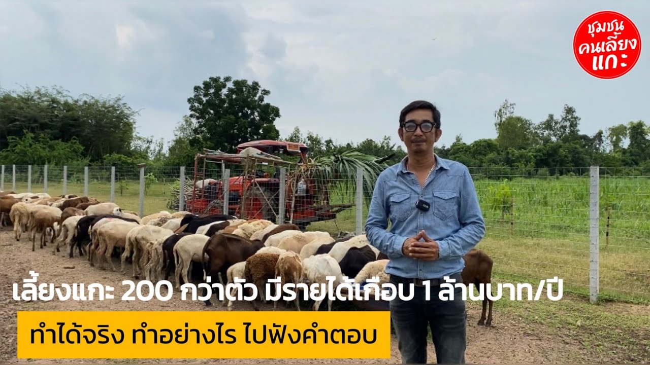 เลี้ยงแกะ 200 กว่าตัว มีรายได้เกือบ 1 ล้านบาท/ปี ทำได้จริง ทำอย่างไร ไปฟังคำตอบ