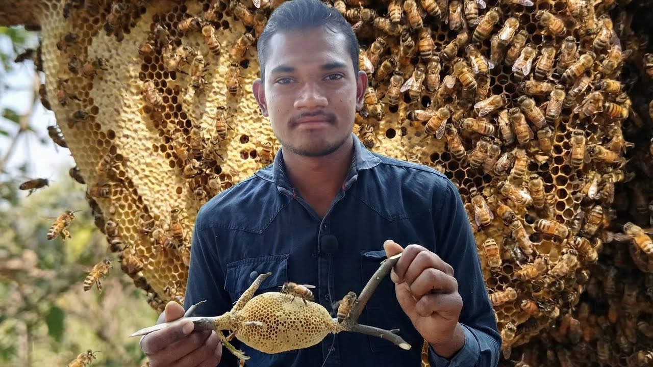 खतरनाक मधुमक्खियों के बीच से निकाला असली शहद 😱🍯