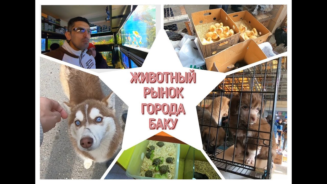 ЖИВОТНЫЙ РЫНОК ГОРОДА БАКУ