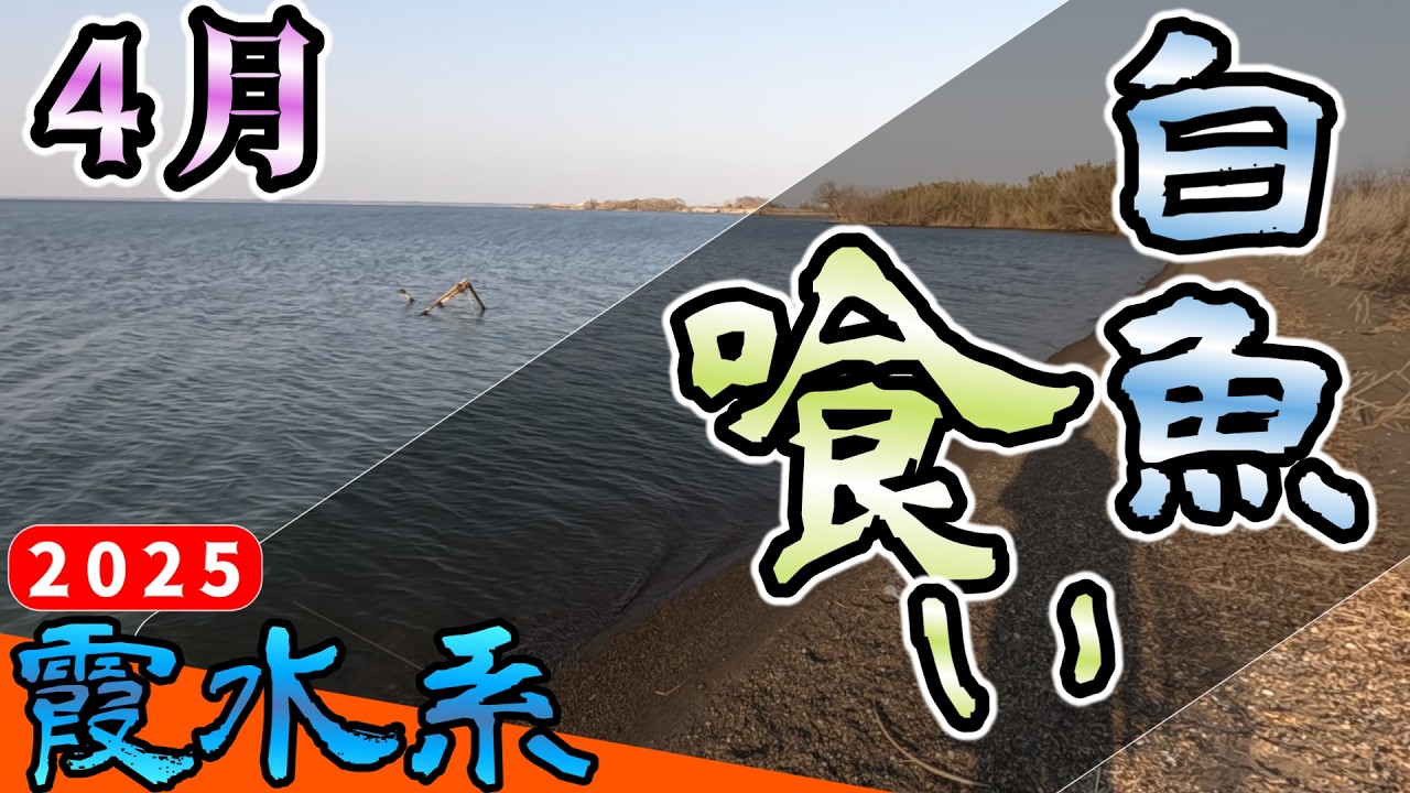 【バス釣り】【霞ヶ浦】アメリカンしらうおパターン！？