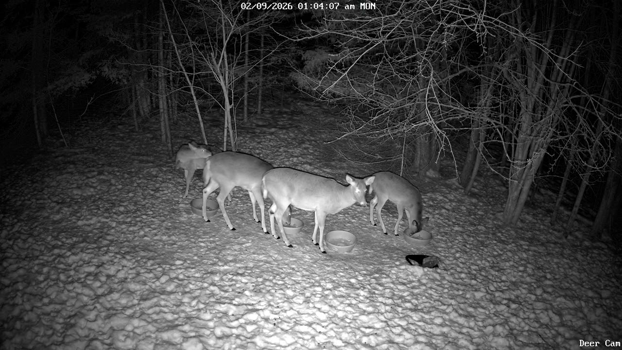 Deer 2-9-2026 12:55 AM