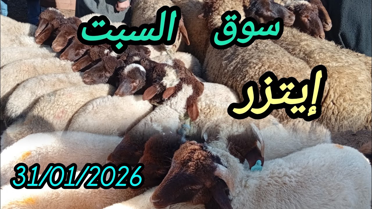 مباشرة معكم من سوق السبت إيتزر بتاريخ 31/01/2026#اكسبلور 