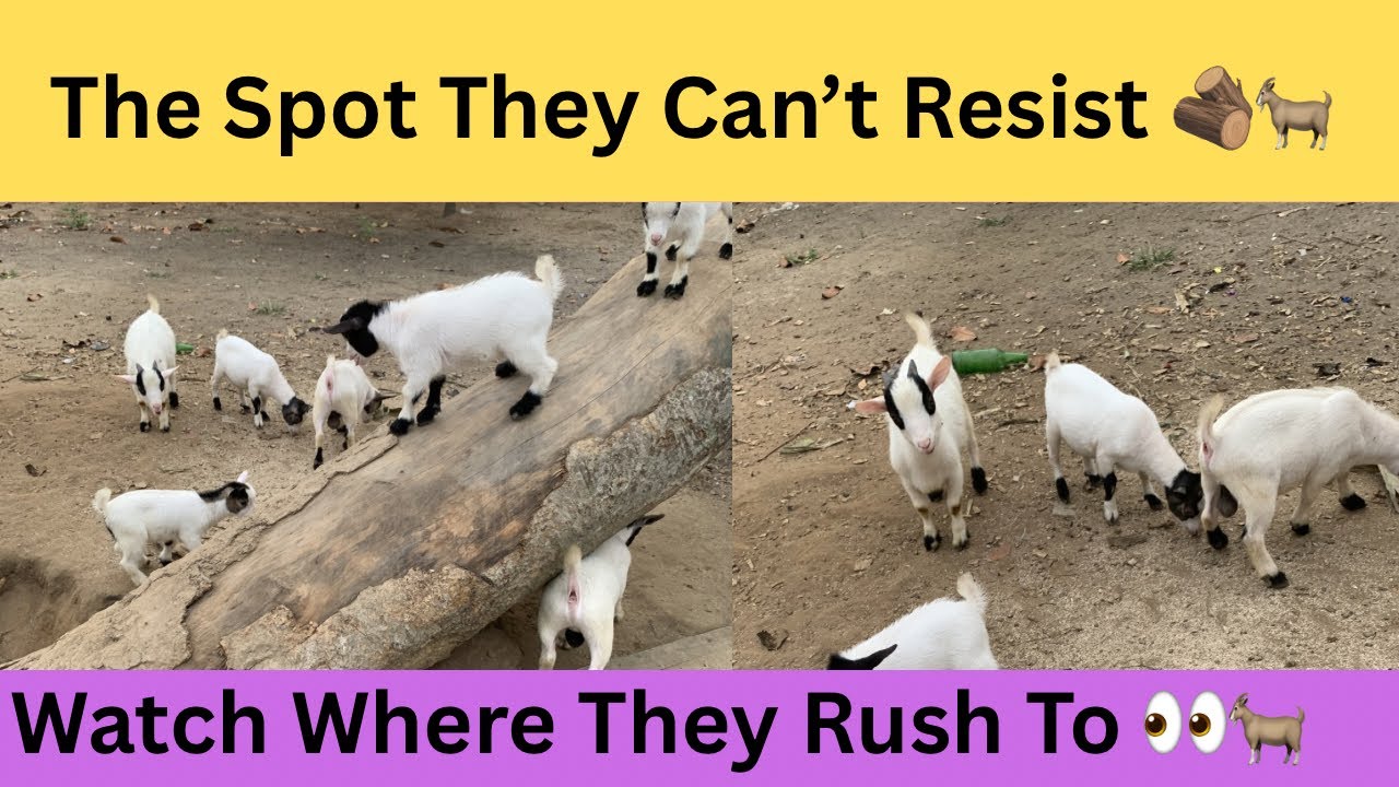 The Secret Goat Playground They Run To Every Day 👀🐐 (Live)
