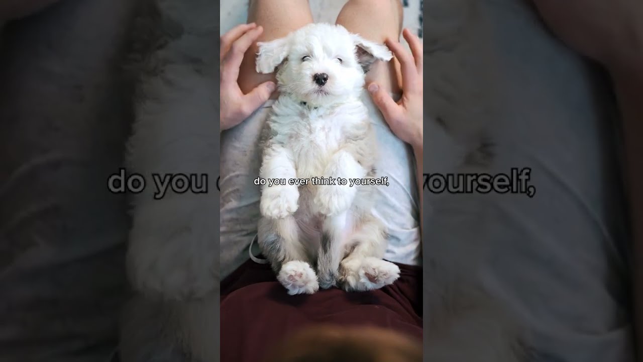 Let's be honest, we all think this right? #dogsofyoutube #cutedog #sheepadoodle #puppies #doodle