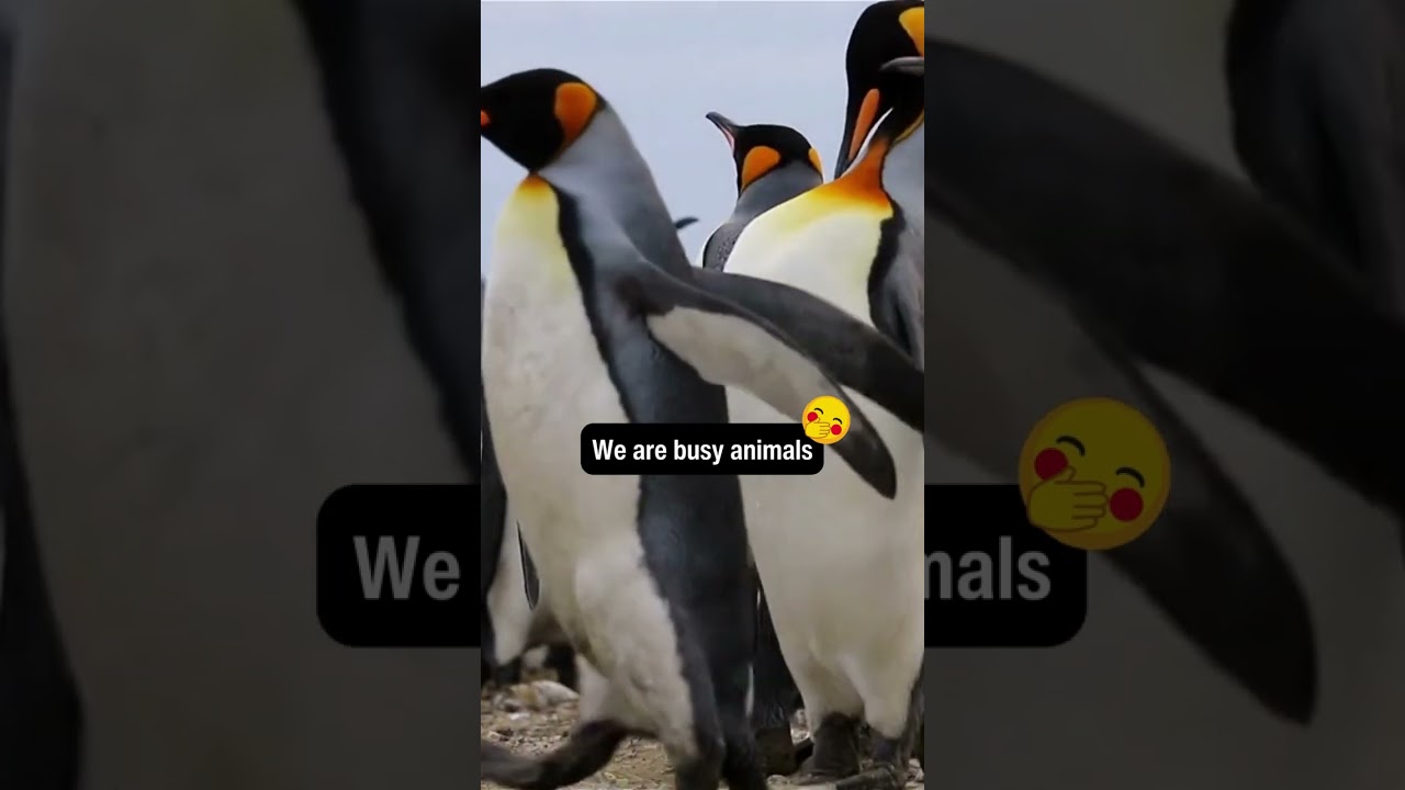 We are busy animals | 