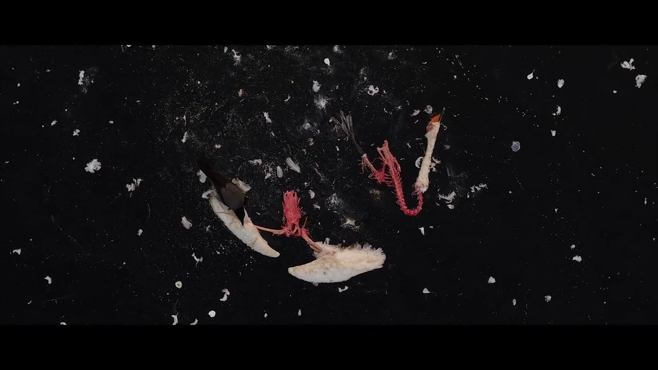 D&oslash;den p&aring; isen